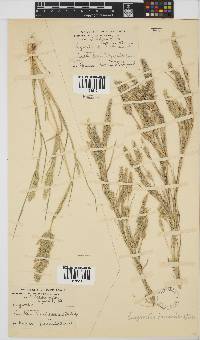 Eragrostis procumbens image