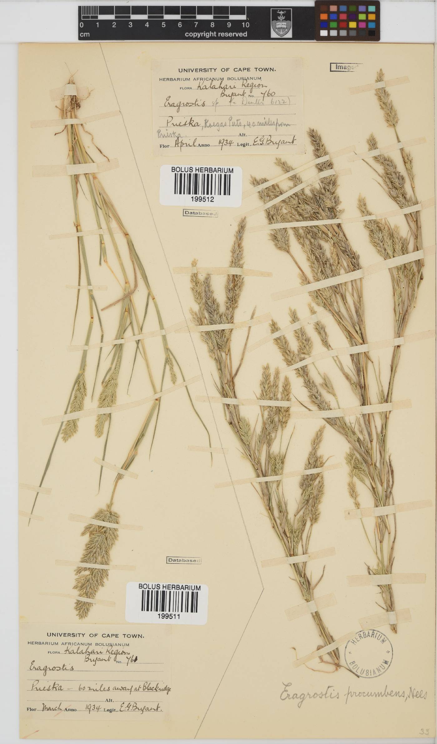 Eragrostis procumbens image