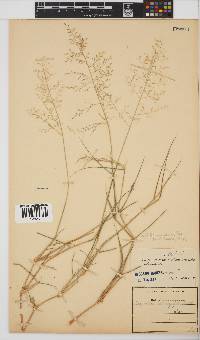 Eragrostis barbinodis image