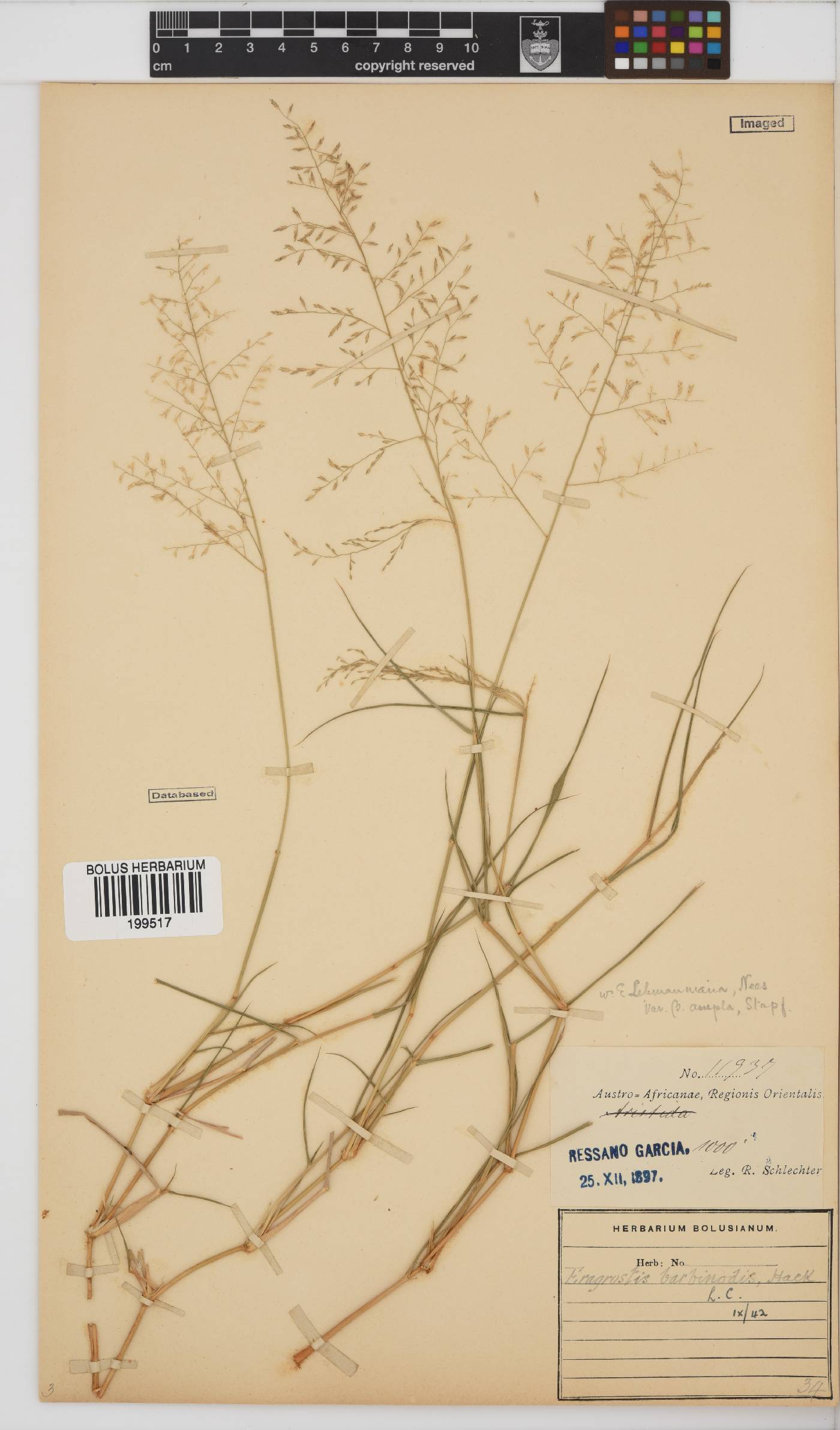Eragrostis barbinodis image