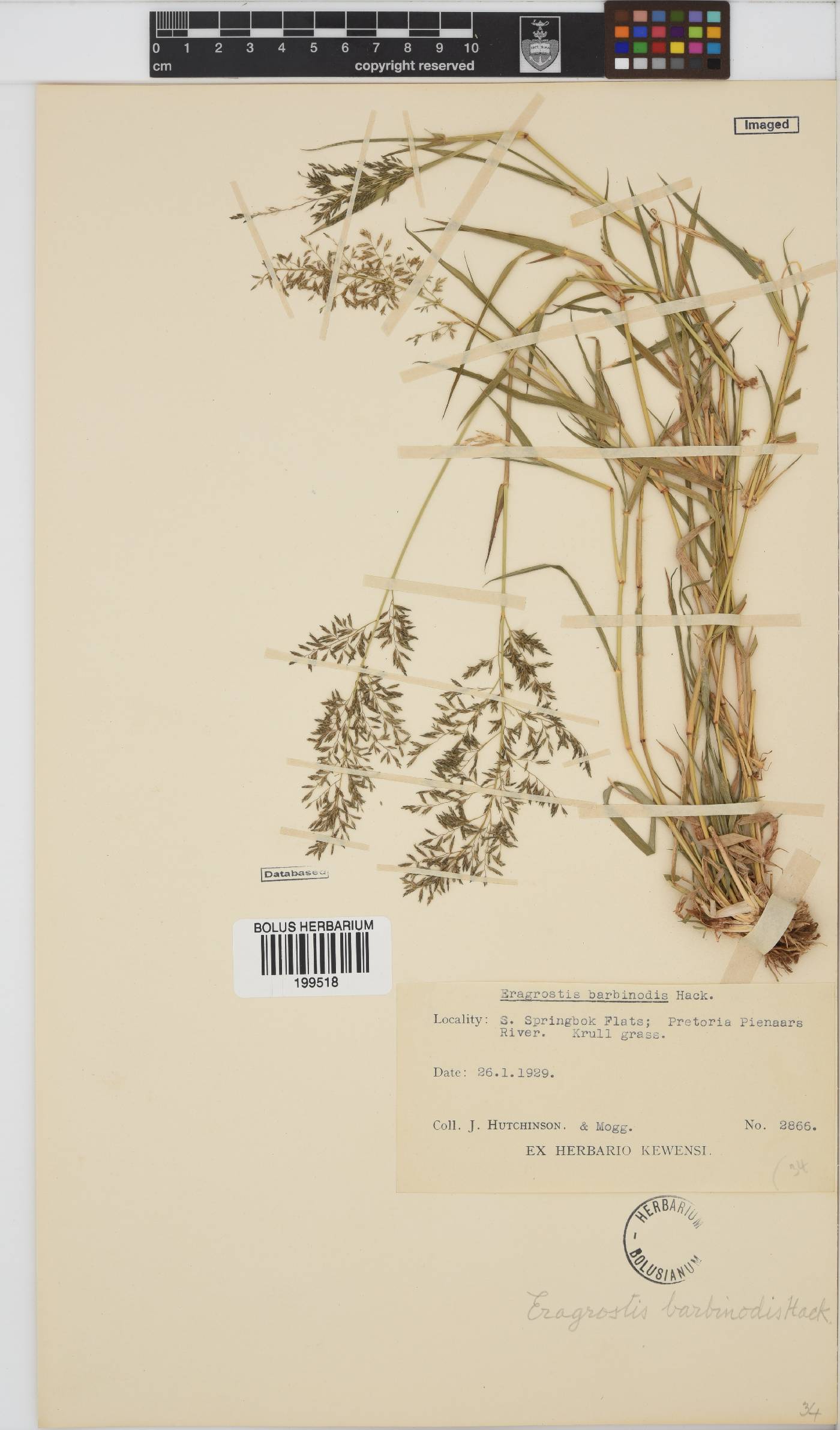 Eragrostis barbinodis image