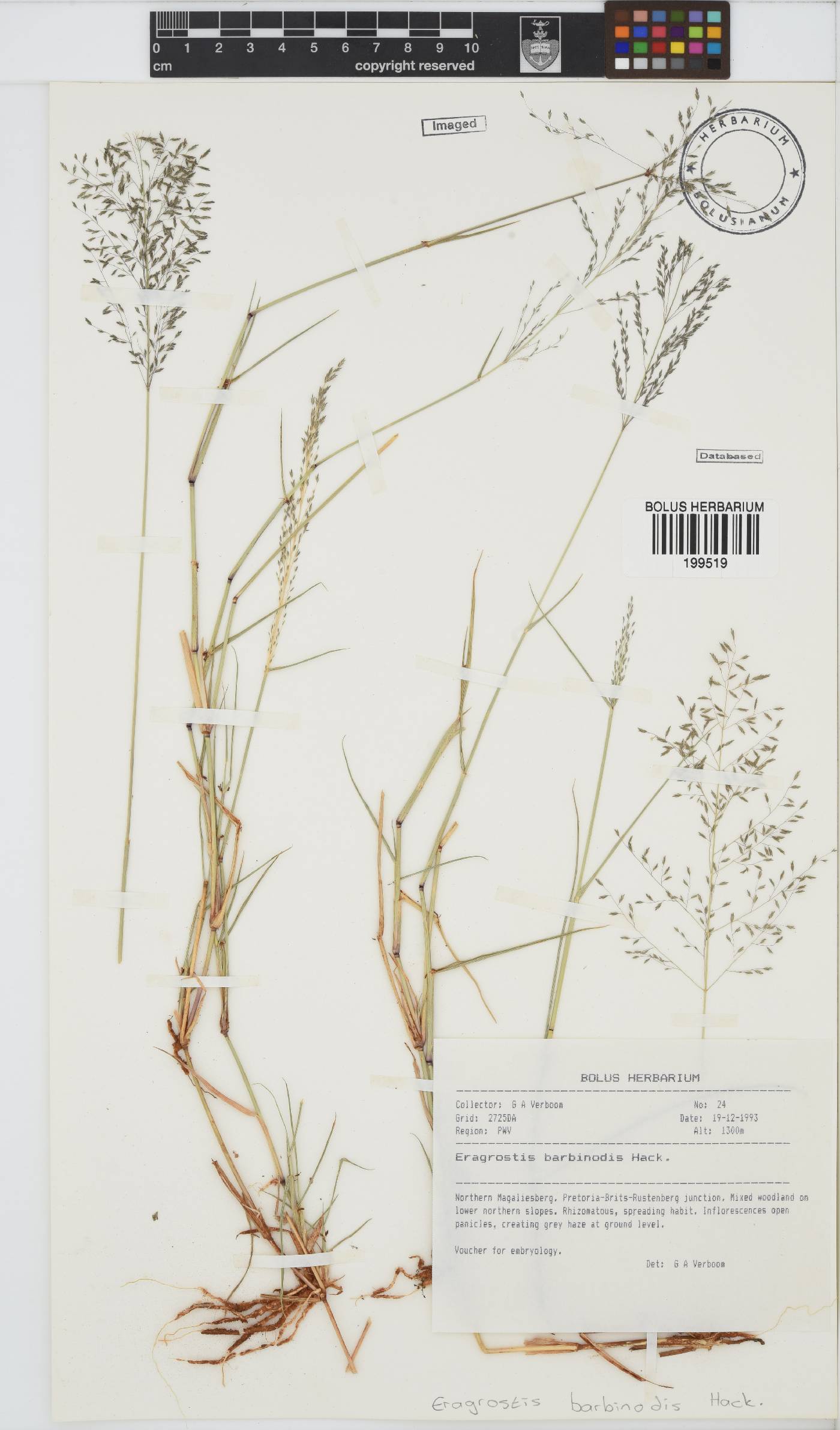 Eragrostis barbinodis image