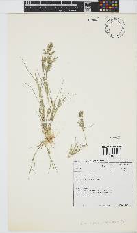 Eragrostis procumbens image