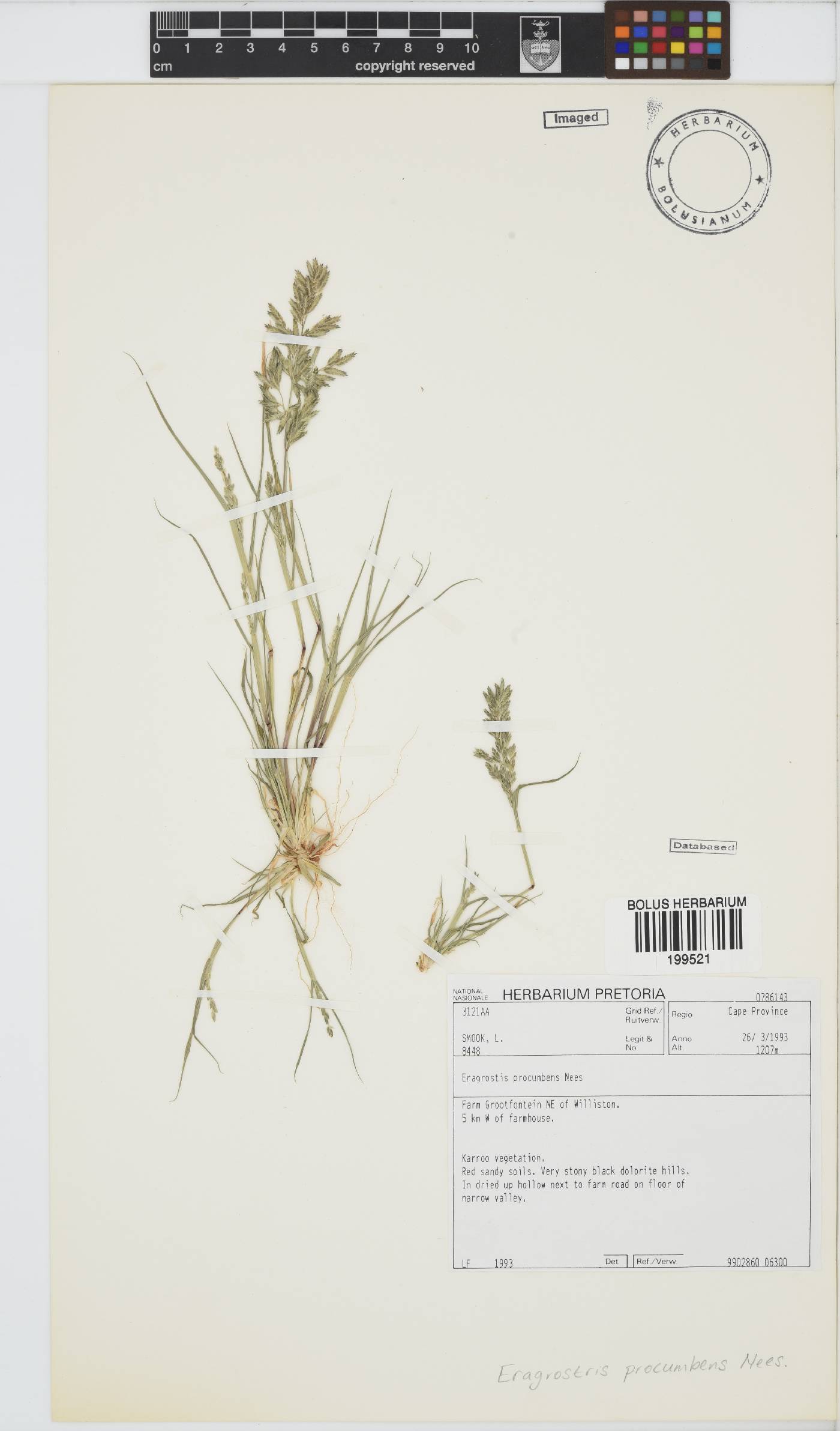 Eragrostis procumbens image