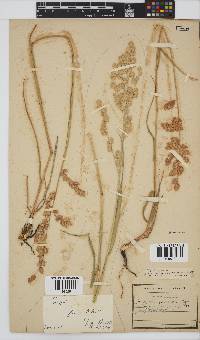 Eragrostis superba image