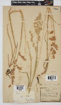 Eragrostis superba image