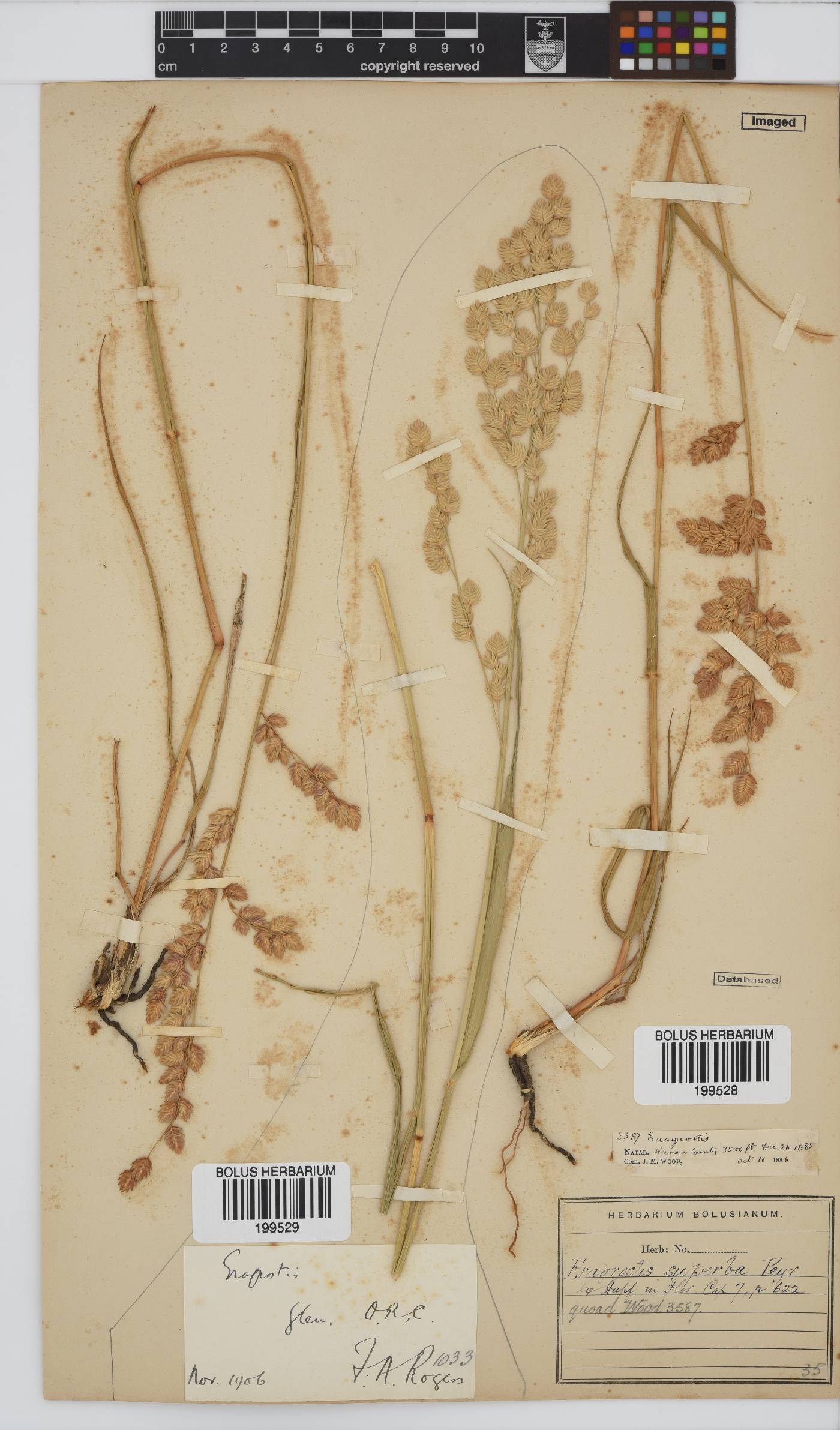 Eragrostis superba image