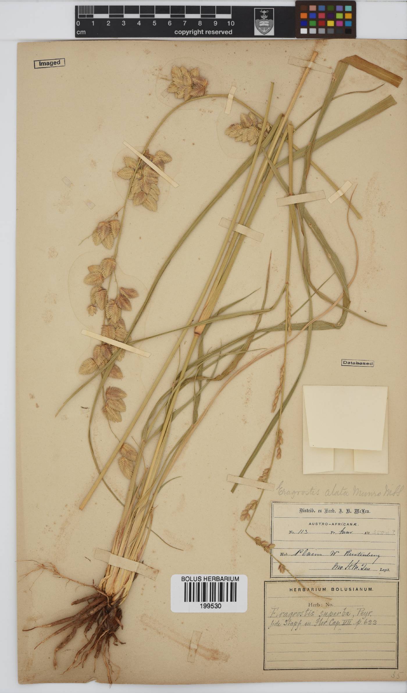 Eragrostis superba image