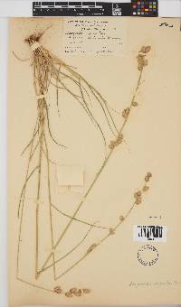 Eragrostis superba image