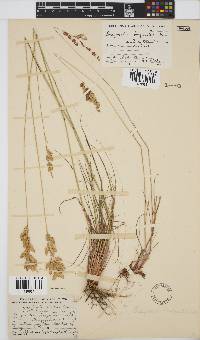 Eragrostis capensis image