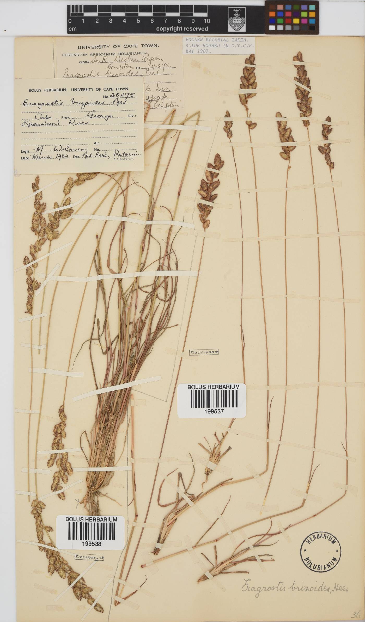 Eragrostis capensis image