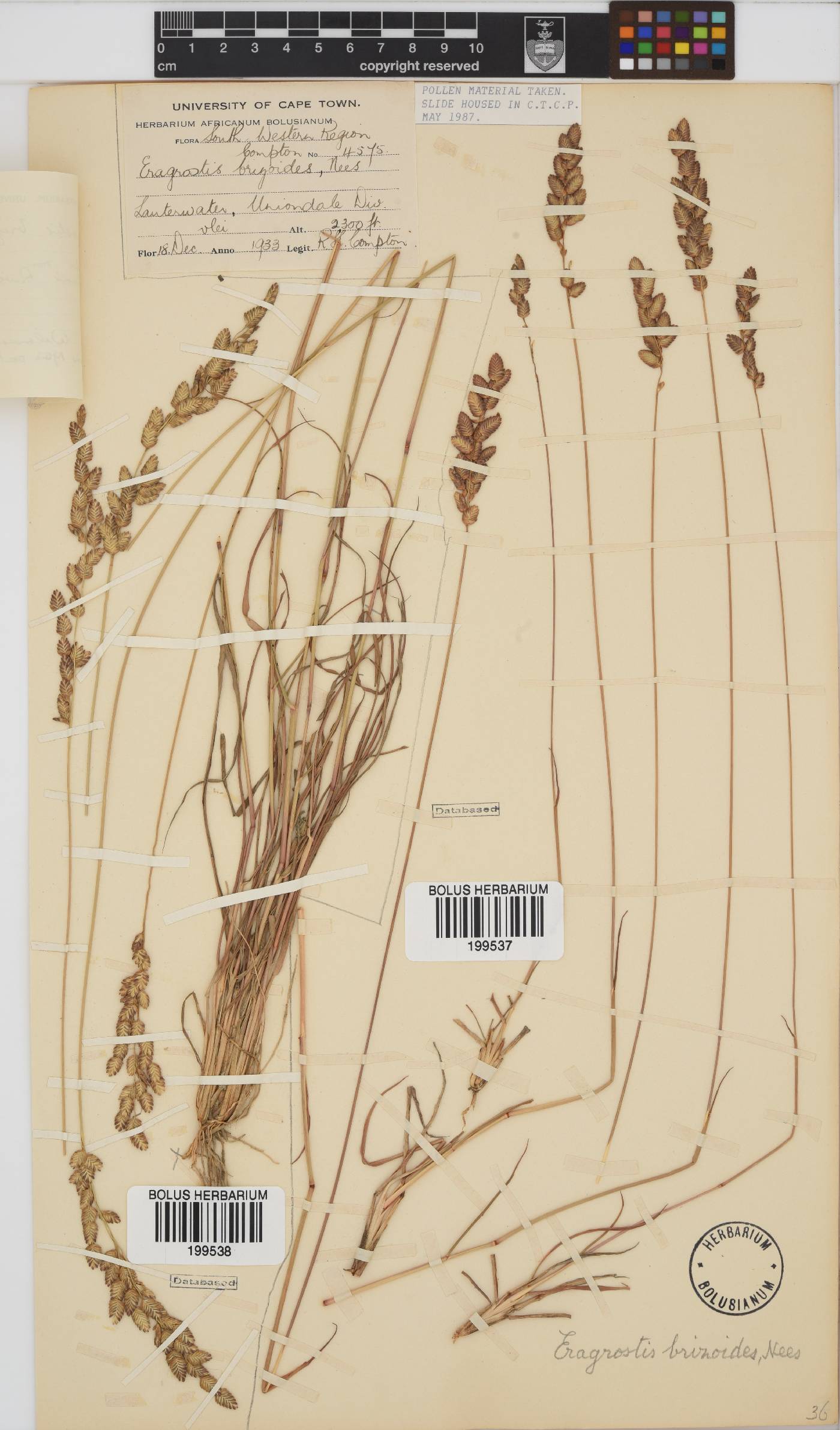Eragrostis capensis image