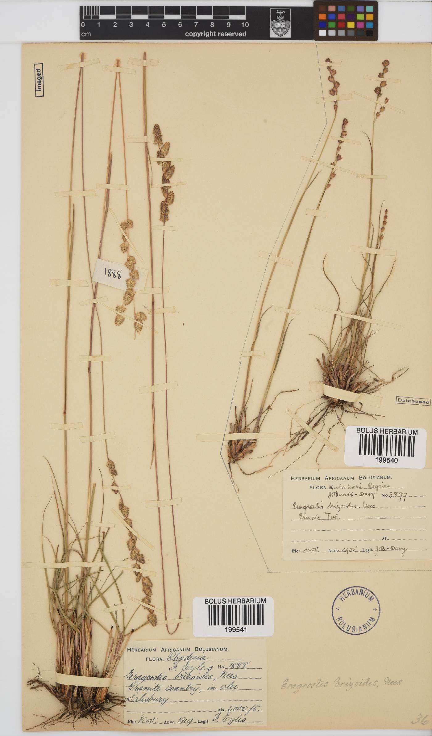 Eragrostis capensis image
