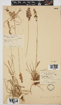 Eragrostis capensis image