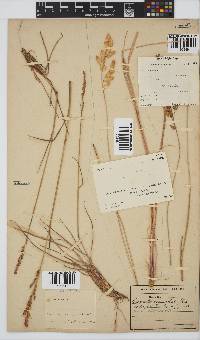 Eragrostis capensis image