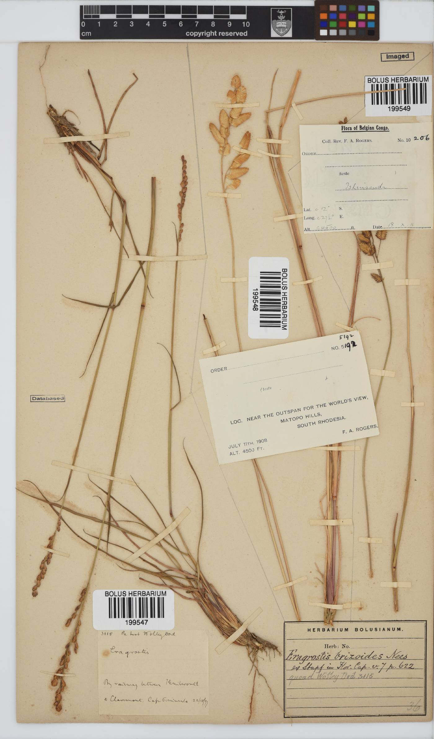 Eragrostis capensis image