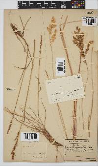 Eragrostis capensis image