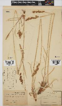 Eragrostis capensis image