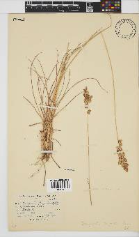 Eragrostis capensis image