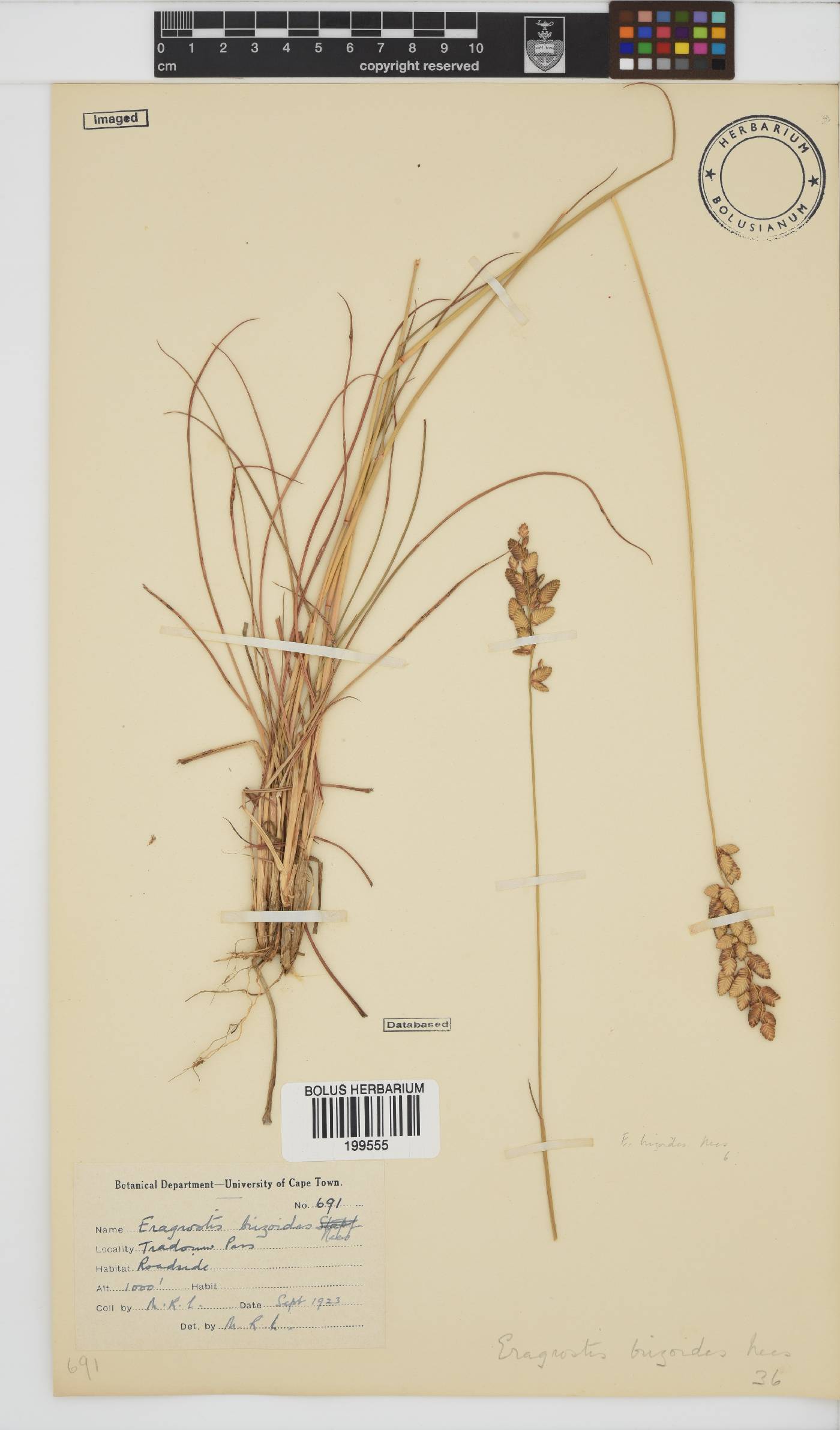 Eragrostis capensis image