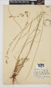 Eragrostis capensis image