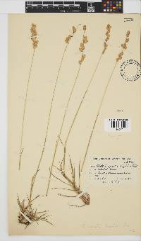 Eragrostis capensis image