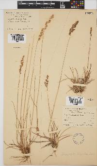 Eragrostis capensis image