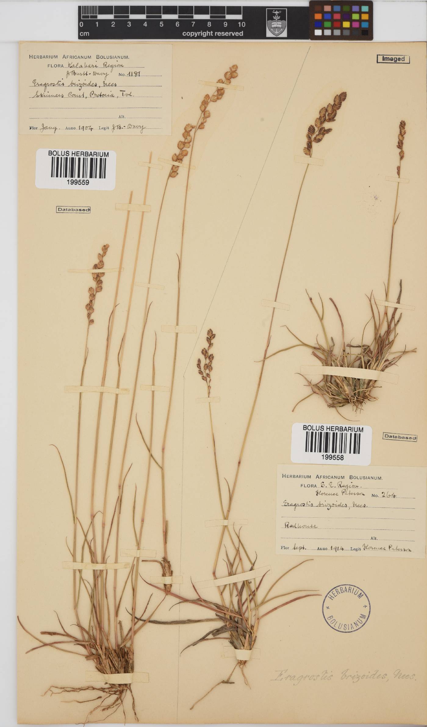Eragrostis capensis image