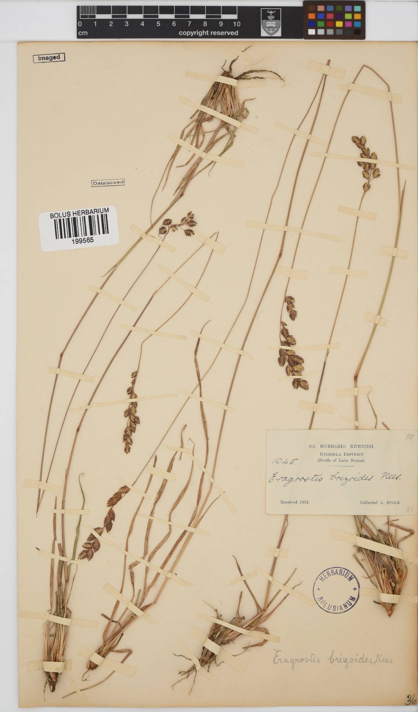 Eragrostis capensis image