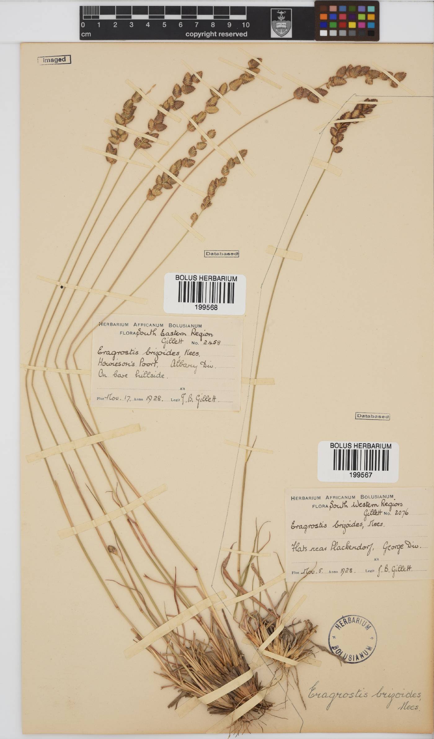 Eragrostis capensis image
