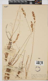 Eragrostis capensis image