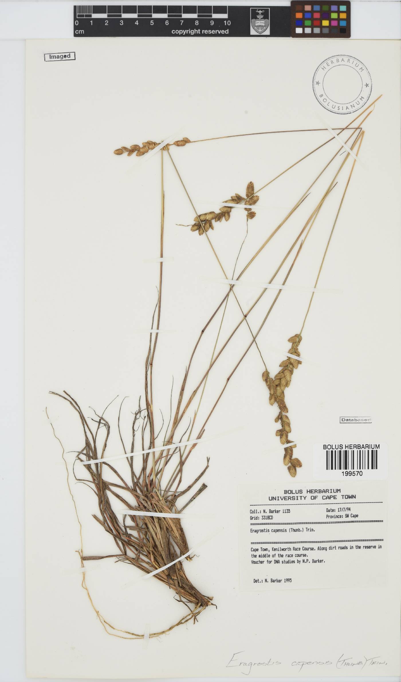 Eragrostis capensis image