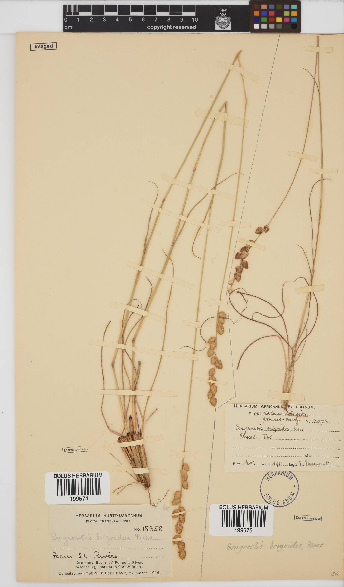 Eragrostis capensis image