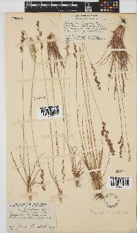 Eragrostis capensis image