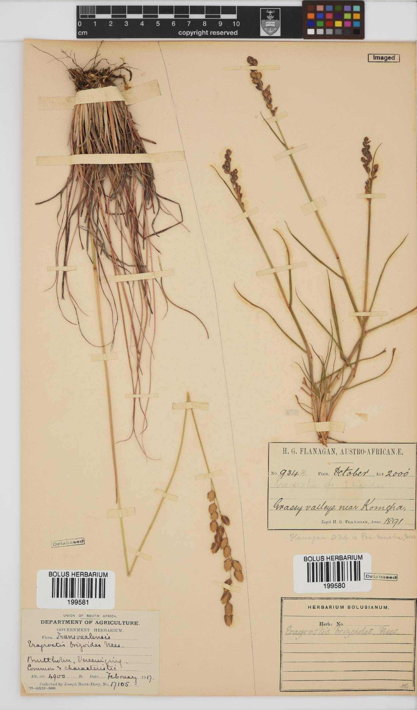 Eragrostis capensis image