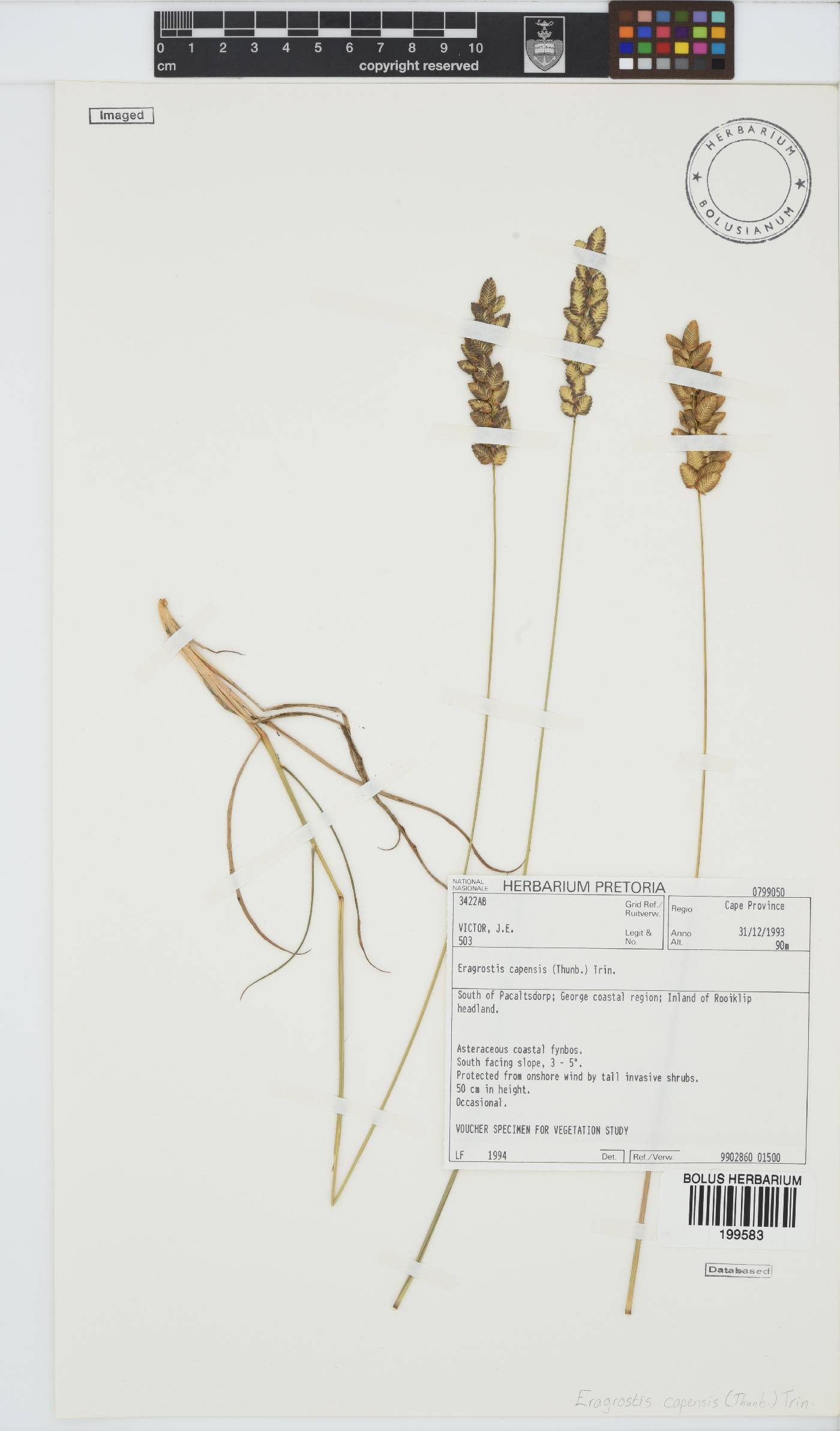 Eragrostis capensis image