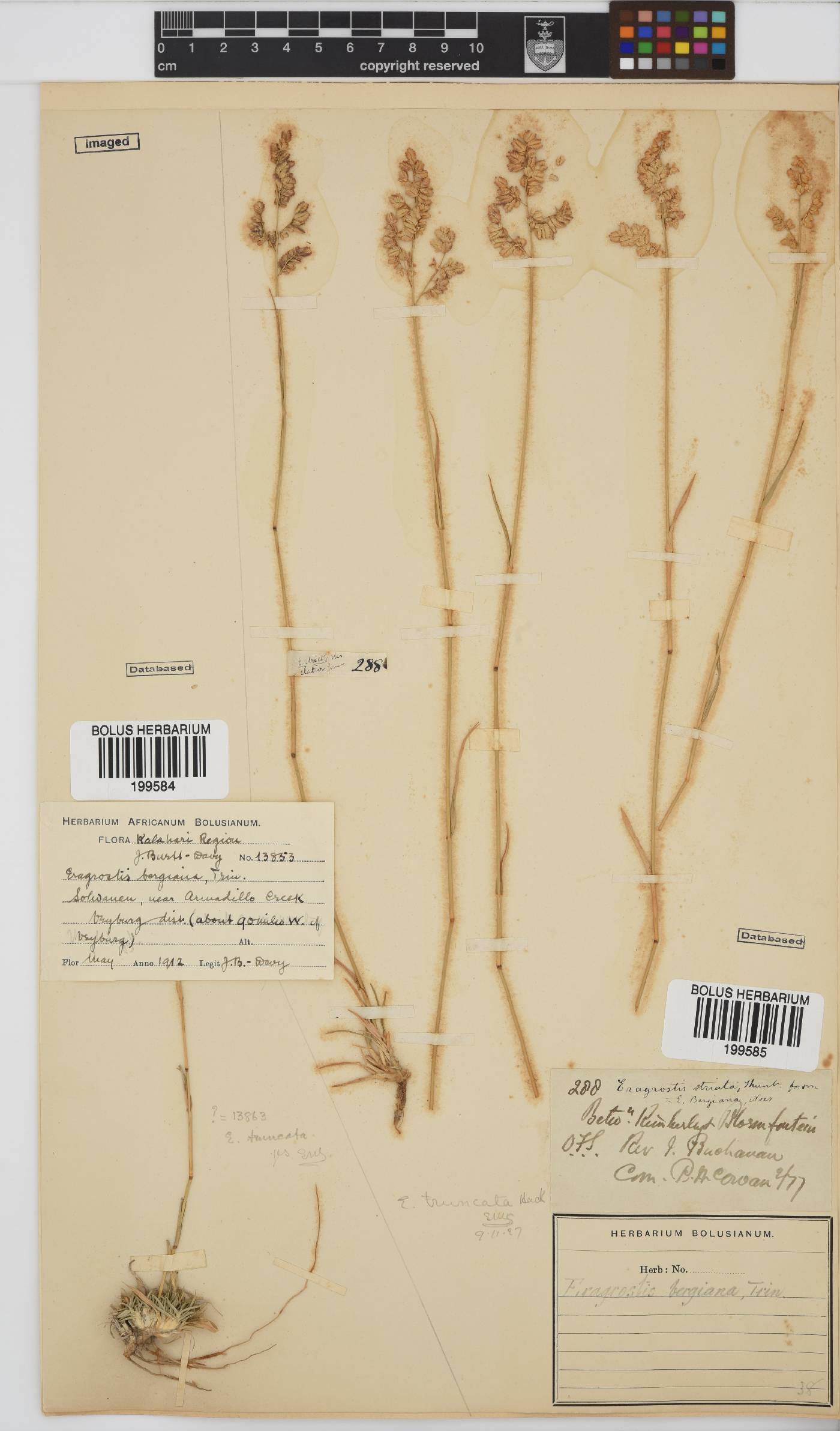 Eragrostis truncata image