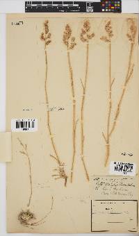 Eragrostis truncata image