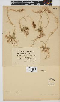 Eragrostis truncata image