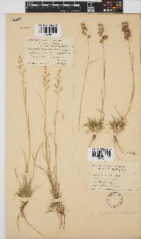 Eragrostis truncata image