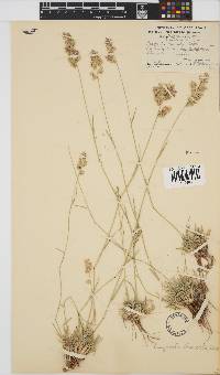 Eragrostis truncata image