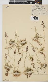 Eragrostis truncata image