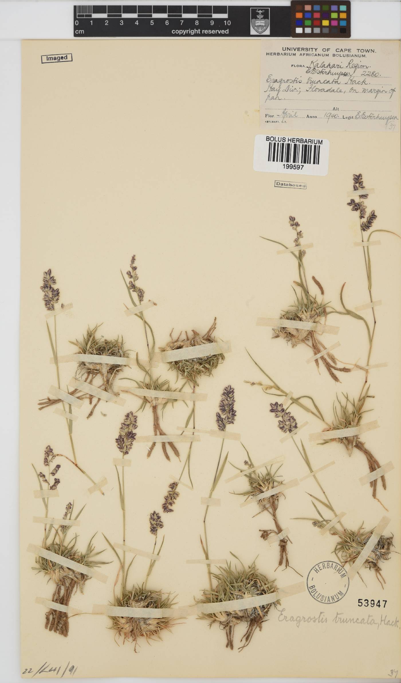 Eragrostis truncata image