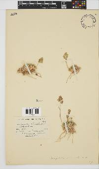 Eragrostis truncata image