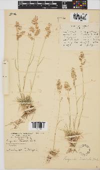 Eragrostis truncata image