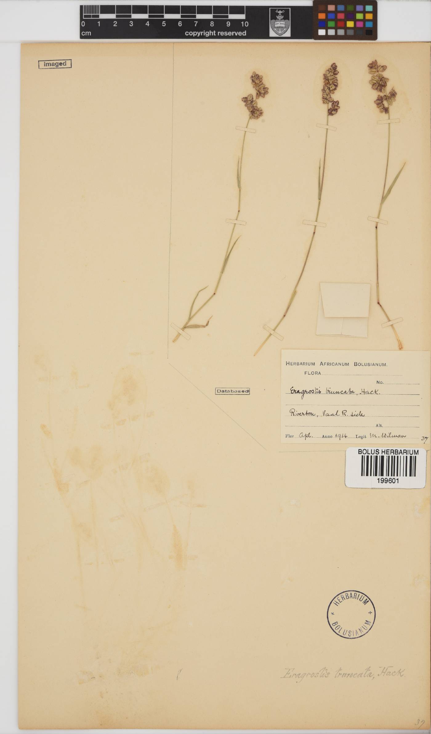 Eragrostis truncata image
