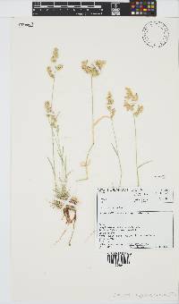 Eragrostis bergiana image