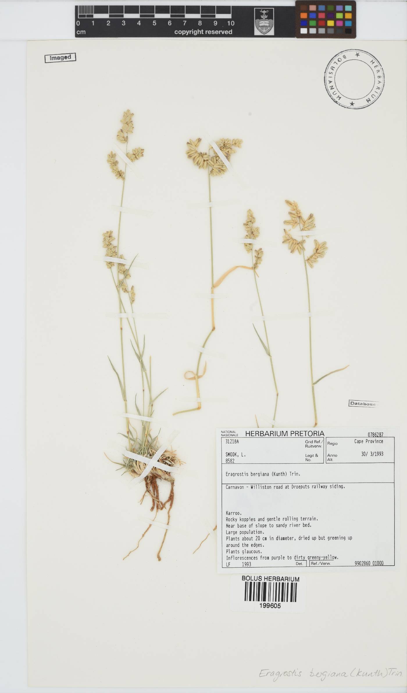 Eragrostis bergiana image