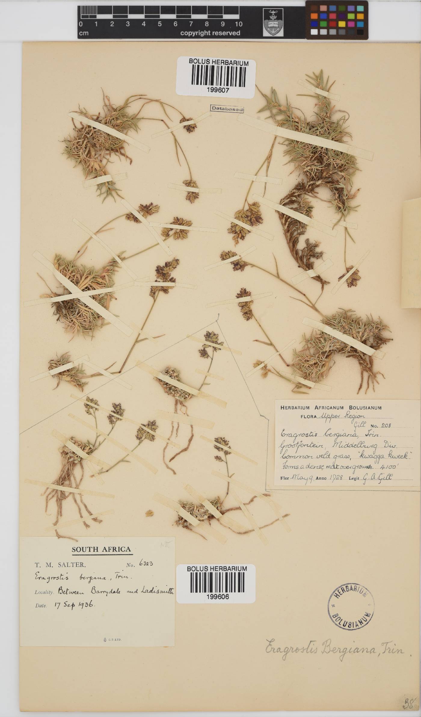 Eragrostis bergiana image