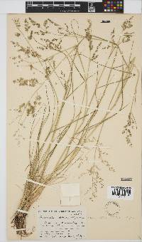 Eragrostis obtusa image